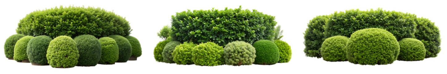 Collection of lush, manicured hedges and round shrubs, including boxwood, holly, laurel, and cypress, creating a structured and vibrant greenery arrangement, isolated on a transparent background. PNG,