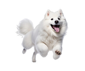 Fototapeta premium Healthy Samoyed dog jumping isolated on transparent background