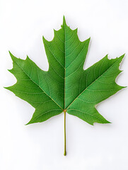 Fototapeta premium Green Maple Leaf isolated on white background