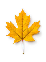 Obraz premium Yellow Maple Leaf isolated on white background