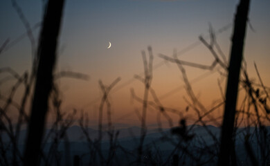 Croissant de lune d'automne sur le vignoble d'Alsace : quelle est l'influence du cycle lunaire sur la viticulture ?