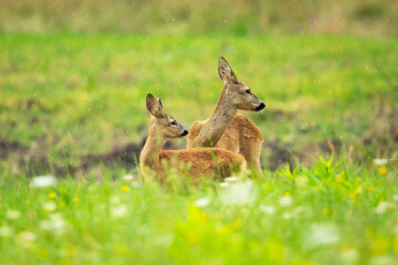 A roe deer with a young fawn in a meadow