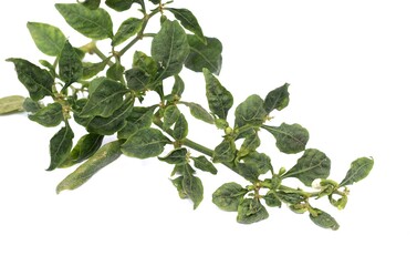 Chili Leaf Curl Virus or Disease  Isolated on White Background with Copy Space