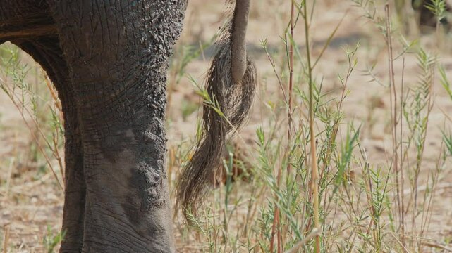 Detailed telephoto view of elephant tail with mud and dust caked onto rear feet in tall grass