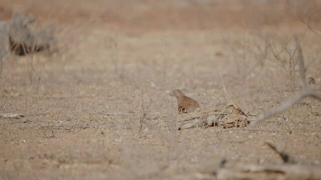 Rearview of Dwarf mongoose looking around and darting head to the side as it runs away, telephoto compression