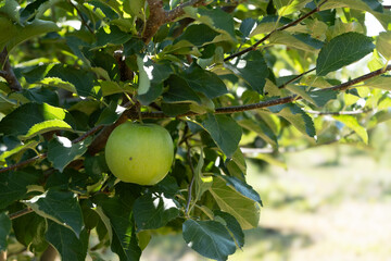A branch of an apple tree with a green apple