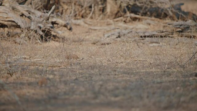 Rearview of Dwarf mongoose walking through sparse grass on dry ground, telephoto