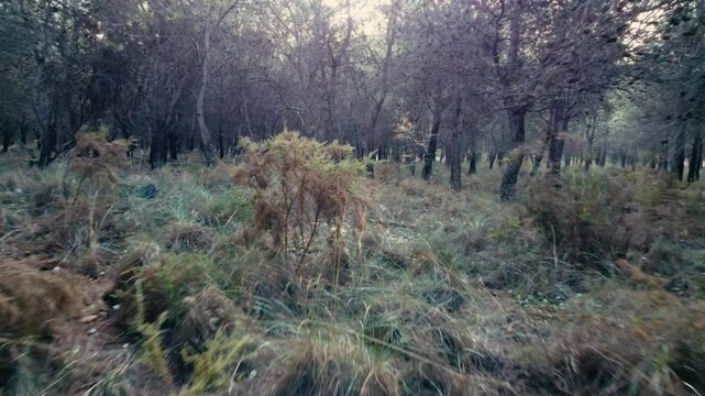A dense forest where sunlight breaks through the canopy, illuminating patches on the forest floor, ideal for themes of nature and wilderness exploration