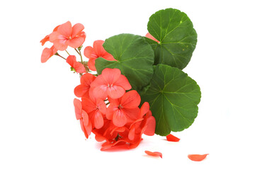 Pelargonium flowers isolated on white background. Blooming houseplants and garden  flowers Geranium.