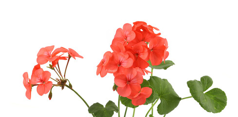 Pelargonium flowers isolated on white background. Blooming houseplants and garden  flowers Geranium.
