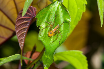 Leucauge argyra sitting on a green leaf