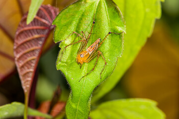 Leucauge argyra sitting on a green leaf