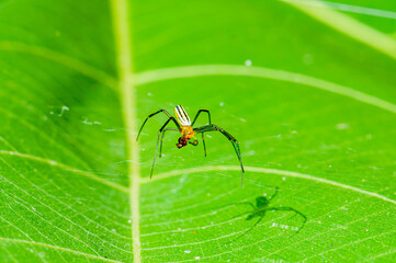 Leucauge argyra sitting on a green leaf