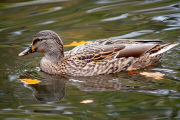 Fototapeta premium Weibliche Stockente schwimmt auf bewegtem Wasser