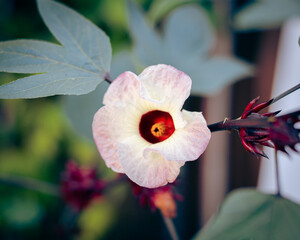 Close-up blossom Roselle calyx flower on branch of Hibiscus sabdariffa or Asian sour leaf at...