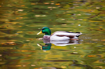Stockente in herbstlicher Umgebung auf dem Wasser