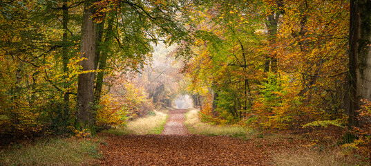 Scenic View of South Savernake Forest