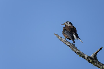 Spotted Nutcracker (Nucifraga caryocatactes) in a natural habitat
