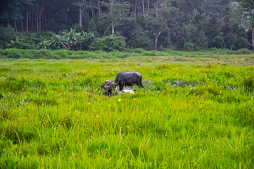 A carabao lies in the mud in the middle of a field.