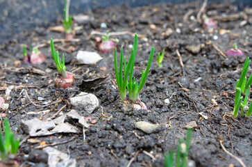close-up of growing green onion in the vegetable garden