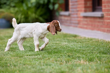 Young African boer goat on grass in garden