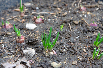 close-up of growing green onion in the vegetable garden