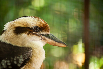 Kookaburra bird posing in the forest