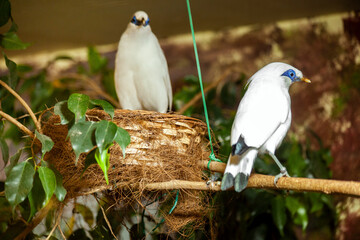 Two bali myna birds perching on branch near nest