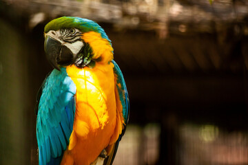Blue-and-yellow macaw perched in sunbeam