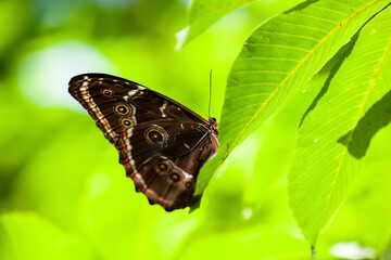 Blue morpho butterfly perched on vibrant green leaf