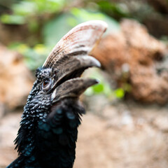 Silvery cheeked hornbill bird calling out in the wild