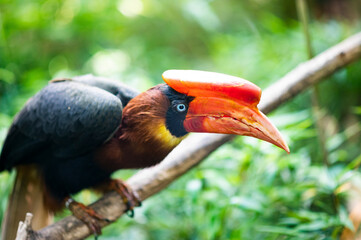 Rufous headed hornbill perching on branch in tropical forest