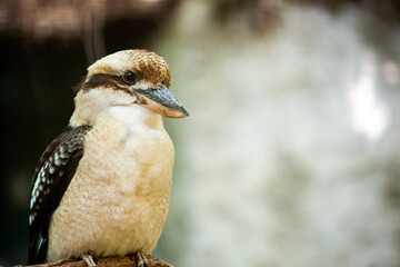Kookaburra bird sitting on a branch