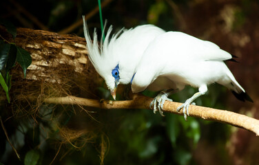 Couple of bali myna birds perched on branch