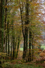 Fototapeta premium Autumn woods with leaves turning colour ready to fall.