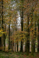 Autumn woods with leaves turning colour ready to fall.