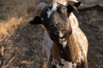 The really beautiful dwarf goat stands in a pen and watches