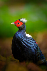 Taiwan Swinhoe's pheasant male, endemic bird ( Lophura swinhoii )