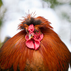 Close up portrait of beautiful red rooster