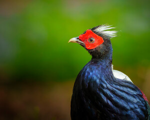 Taiwan Swinhoe's pheasant male, endemic bird  Lophura swinhoii 