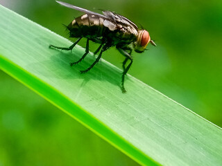 hominivorax, the New World screw-worm fly, or screw-worm for short, is a species of parasitic fly that is well known for the way in which its larvae (maggots) eat the living tissue.