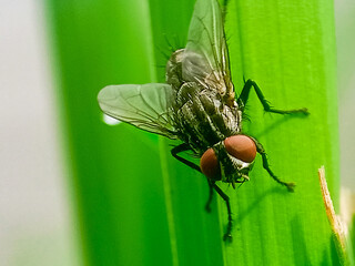 hominivorax, the New World screw-worm fly, or screw-worm for short, is a species of parasitic fly...