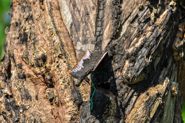 A metal plate protrudes from the wood. Wood has grown over metal