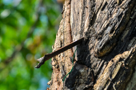 A metal plate protrudes from the wood. Wood has grown over metal