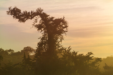Tropical sunrise