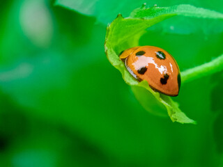 Ladybug orange from behind with Blurred background 