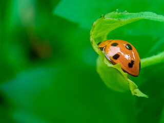 Ladybug orange from behind with Blurred background 