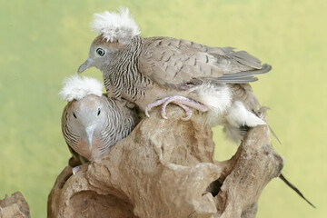 A pair of small crested turtledoves are resting on a dry tree trunk. This bird has the scientific name Geopelia striata.