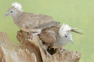 A pair of small crested turtledoves are resting on a dry tree trunk. This bird has the scientific name Geopelia striata.