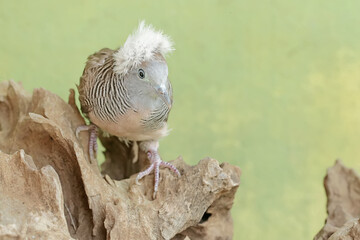 A small crested turtledove resting on a dry tree trunk. This bird has the scientific name Geopelia striata.